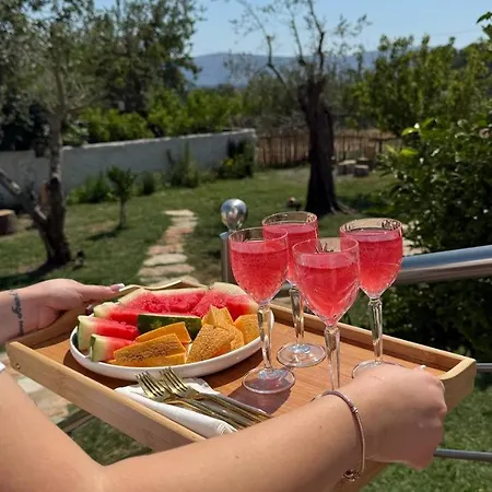 Tringa - Mrizi I Zanave