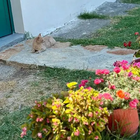 Tringa - Mrizi I Zanave 3*