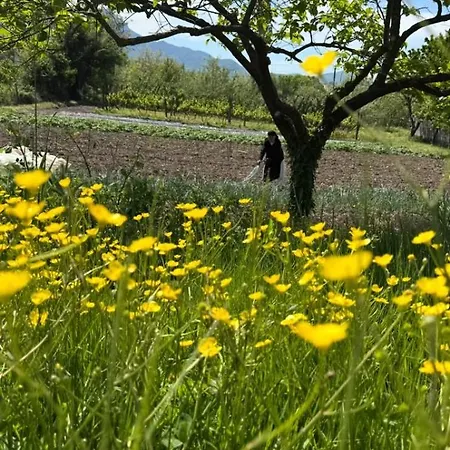 Tringa - Mrizi I Zanave 3* Fishte