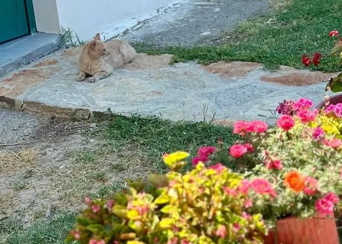 Tringa - Mrizi I Zanave 3*