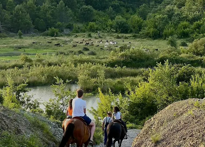 Tringa - Mrizi I Zanave Fishte